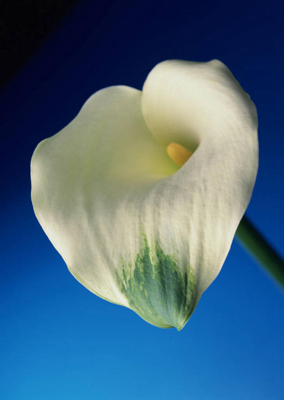 无人,竖图,室内,特写,白天,正面,纯洁,马蹄莲,蓝色背景,盛开,花蕾,花,花瓣,花朵,鲜花,虔诚,一朵,白色,花苞,花蕊,摄影,影棚,希望,优雅,高贵,纯净,马蹄兰,博爱,永恒,尊贵,高洁,慈菇花,圣洁,水芋,水芋马,彩图,影棚拍摄,拍摄