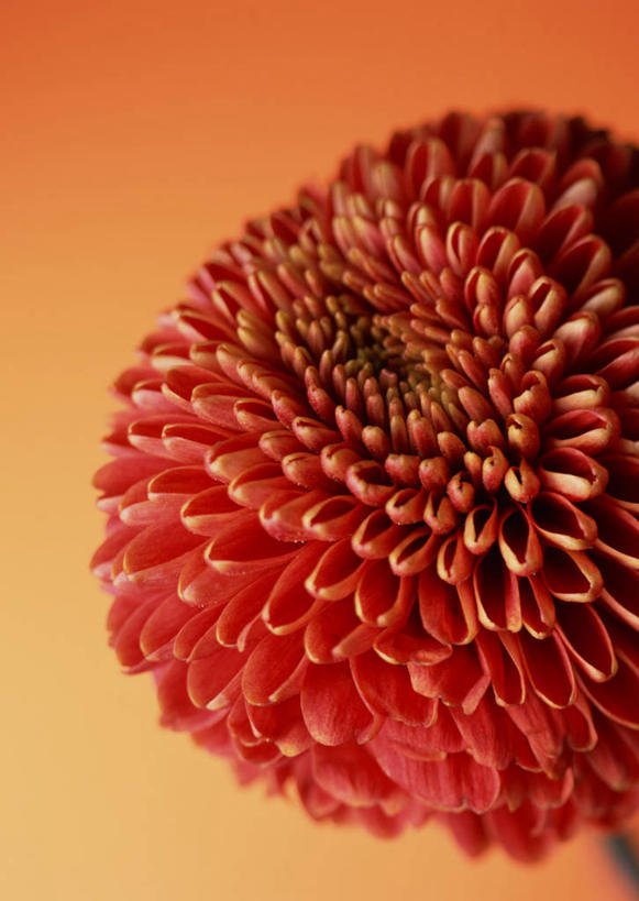 无人,竖图,室内,特写,白天,正面,橙色背景,盛开,大丽花,花蕾,花,花瓣,花朵,鲜花,一朵,红色,花苞,花蕊,菊花,摄影,影棚,大理花,大丽菊,富丽,大方,彩图,影棚拍摄,拍摄