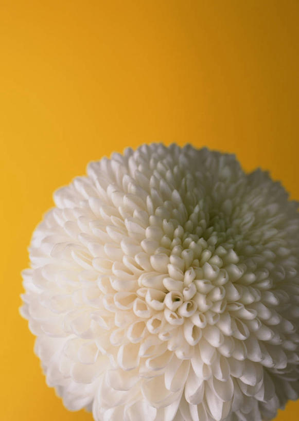 无人,竖图,室内,特写,白天,正面,黄色背景,盛开,大丽花,花蕾,花,花瓣,花朵,鲜花,一朵,白色,花苞,花蕊,菊花,摄影,影棚,大理花,大丽菊,富丽,大方,彩图,影棚拍摄,拍摄