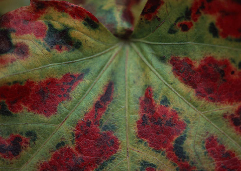 无人,横图,室内,特写,白天,正面,微距,叶子,长春藤,常春藤,绿叶,红色,绿色,嫩叶,永恒,不朽,忠实,洋常春藤,叶,叶片,彩图,微距摄影,常青藤