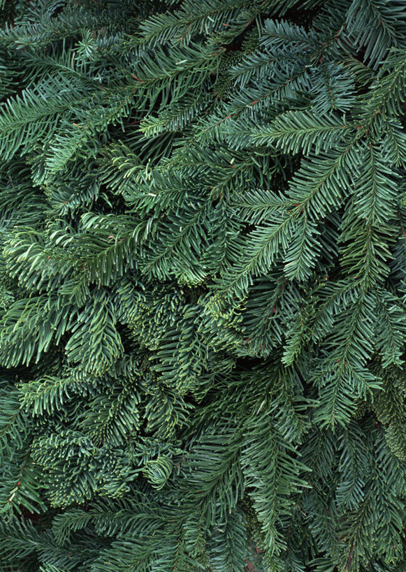 无人,竖图,室外,特写,白天,正面,美景,植物,叶子,纹理,景观,山药,绿叶,树,树木,绿色,自然,嫩叶,景色,生长,成长,自然风光,肌理,薯蓣,怀山药,淮山药,玉延,山薯,叶,叶片,叶脉,彩图