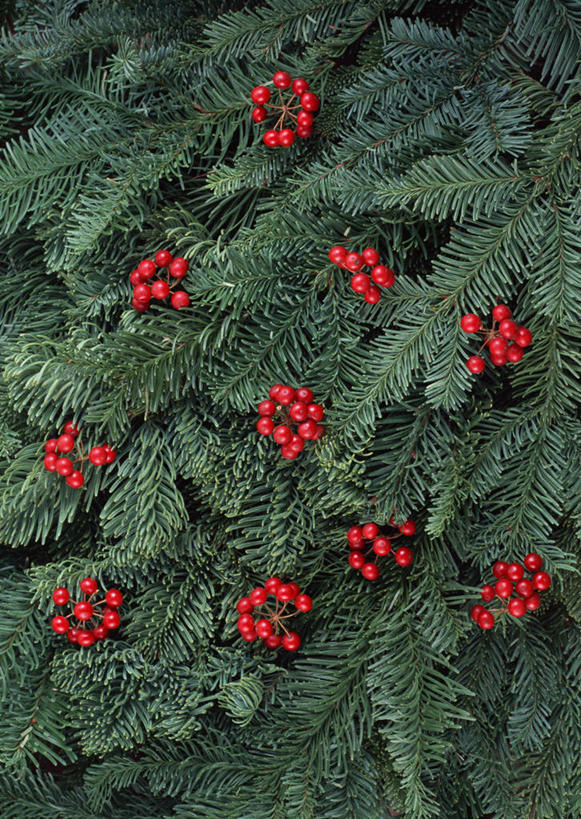 无人,竖图,室外,特写,白天,正面,美景,植物,松树,浆果,叶子,纹理,景观,绿叶,红色,绿色,自然,嫩叶,景色,冬青,希望,生命,自然风光,杉树,坚定,肌理,槲寄生,北寄生,桑寄生,柳寄生,黄寄生,冻青,寄生子,长寿,贞洁,丰饶,叶,叶片,叶脉,彩图