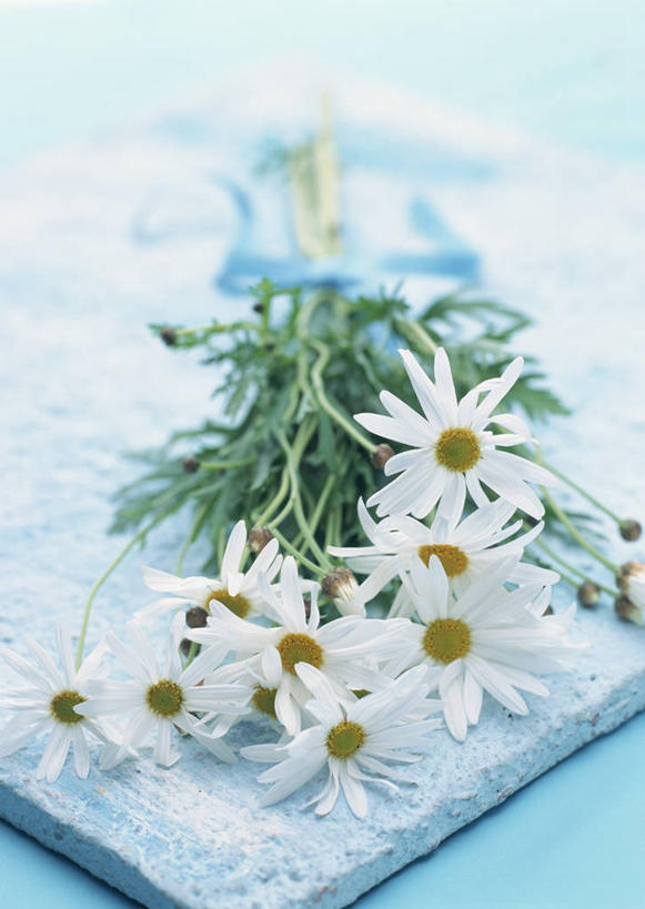 无人,竖图,室内,特写,白天,正面,爱情,餐桌,桌子,许多,阴影,朦胧,模糊,盛开,反射,影子,茼蒿菊,花蕾,花,花瓣,花朵,鲜花,白色,花苞,花蕊,菊花,餐台,吉祥,高洁,长寿,蓬蒿菊,怀恋,清净,真情,寿客,秋菊,木春菊,木茼蒿,彩图