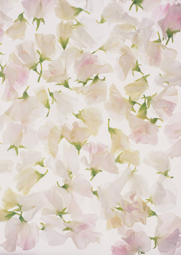 无人,竖图,室内,特写,白天,白色背景,正面,叶子,许多,盛开,绿叶,香豌豆,花蕾,花,花瓣,花朵,鲜花,粉色,白色,花苞,花蕊,嫩叶,摄影,影棚,豌豆花,腐香豌豆,花豌豆,叶,叶片,彩图,影棚拍摄,拍摄