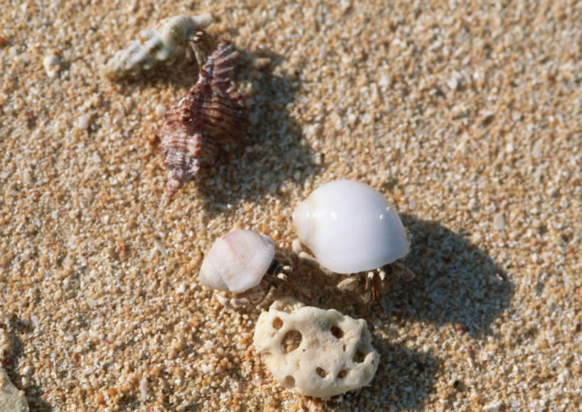 蟹,无人,横图,俯视,室外,特写,白天,美景,沙滩,贝壳,日本,亚洲,阴影,光线,沙子,影子,海岸,景观,寄居蟹,沙地,冲绳,阳光,自然,两只,景色,冲绳县,自然风光,东亚,琉球群岛,日本国,九州地方,白住房,干住屋,甲壳动物,八重山群岛,贝类外壳,海螺壳,软体动物外壳,海滩,彩图,高角度拍摄,全身,竹富町,八重山郡