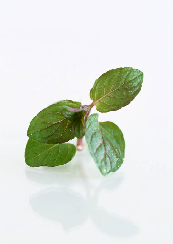 无人,竖图,俯视,室内,特写,白天,白色背景,叶子,薄荷,绿叶,银丹草,嫩叶,摄影,影棚,斑叶凤梨薄荷,苹果薄荷,夜息香,叶,叶片,彩图,高角度拍摄,影棚拍摄,拍摄