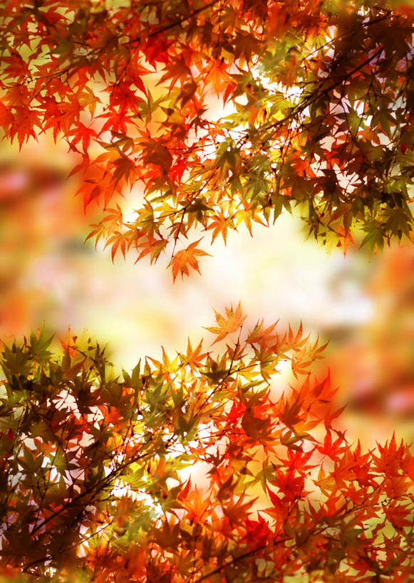 无人,竖图,插画,室内,白天,正面,兴奋,热情,数码,科技,叶子,许多,阴影,网络,枫叶,枯叶,落叶,高光,几何,计算机图形,开放,合成,图画,画,黄色,红色,健康,温暖,奔放,活力,积极,激情,朝气,枫树叶,暖色,吉祥,电脑合成图,数码合成图,生命,合成图,漫画,饱满,写实,具体,具象,革命,热烈,赤色,充实,斗志,喜气,主动,叶,叶片,彩图,欢乐,葡萄槭,藤枫,藤槭