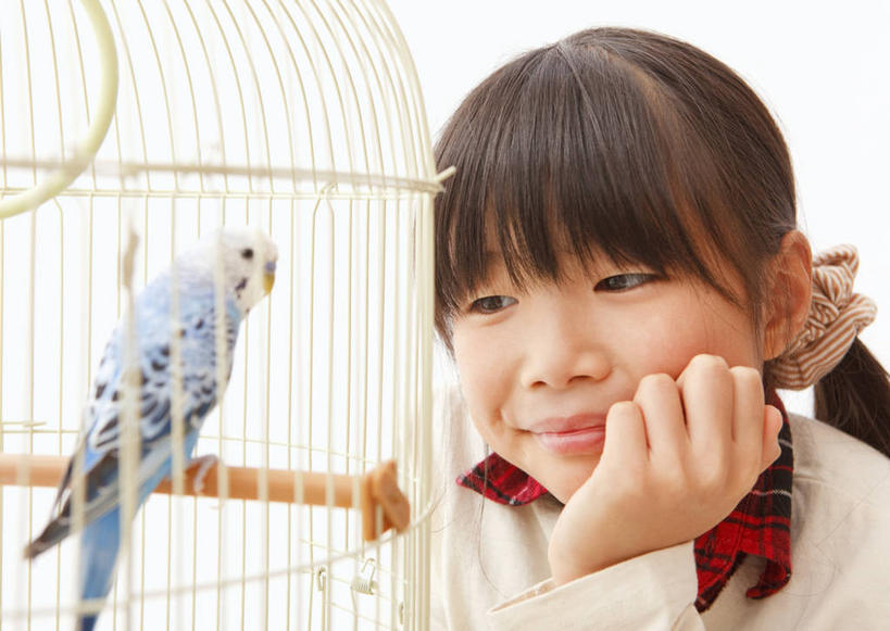 东方人,儿童,一个人,坐,笑,微笑,横图,室内,白天,白色背景,正面,纯洁,鸟,鹦鹉,金属制品,亚洲,仅一个女性,仅一个人,撑,服装,装饰,金属,鸟类,头饰,笼子,鸟笼,托腮,注视,休闲装,黄种人,一个,一只,小孩,衣服,蓝色,动物,发饰,饰品,观察,看,托,仅一个小孩,休闲,休闲服,可爱,童年,童趣,摄影,服饰,活泼,影棚,单个,观看,华丽,修饰,点缀,察看,关注,托下巴,头绳,童真,烂漫,无邪,配饰,衬托,美观,雅致,雅观,观赏鸟,彩凤,虎皮鹦鹉,娇凤,天真,女孩,女人,女性,亚洲人,孩子,坐着,半身,彩图,影棚拍摄,拍摄,发绳,女生