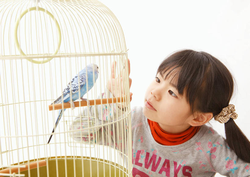 东方人,儿童,一个人,坐,摸,横图,室内,白天,白色背景,正面,纯洁,鸟,鹦鹉,金属制品,亚洲,仅一个女性,仅一个人,抚摸,服装,装饰,金属,鸟类,头饰,笼子,鸟笼,扭头,注视,休闲装,黄种人,一个,一只,小孩,衣服,蓝色,动物,发饰,饰品,观察,看,转头,仅一个小孩,休闲,休闲服,可爱,童年,童趣,摄影,服饰,活泼,影棚,单个,观看,华丽,修饰,点缀,察看,关注,头绳,童真,烂漫,无邪,配饰,衬托,美观,雅致,雅观,观赏鸟,彩凤,虎皮鹦鹉,娇凤,天真,女孩,女人,女性,亚洲人,孩子,触摸,接触,坐着,半身,彩图,影棚拍摄,拍摄,发绳,女生