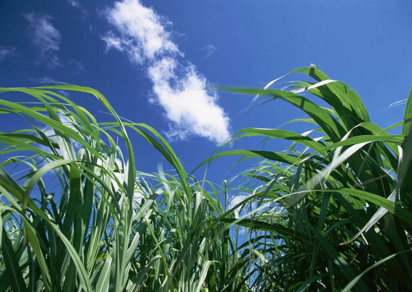 无人,农田,横图,室外,白天,仰视,旅游,度假,庄稼,农作物,草地,草坪,美景,植物,日本,亚洲,阴影,光线,影子,景观,云,云朵,云彩,娱乐,冲绳,草,蓝色,绿色,白云,蓝天,天空,阳光,自然,天,享受,休闲,景色,放松,晴朗,冲绳县,自然风光,东亚,琉球群岛,日本国,九州地方,冲绳群岛,晴空,彩图,低角度拍摄,耕地,庄稼田,屋我地岛