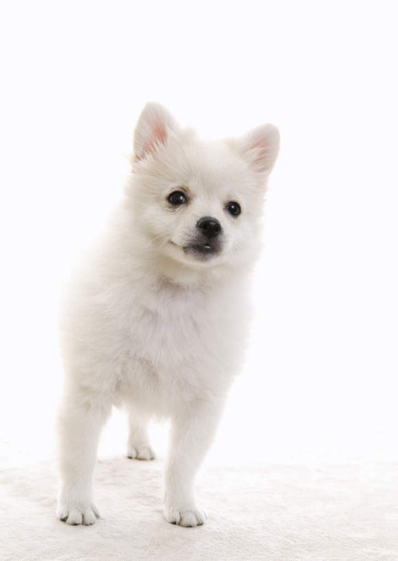 无人,站,竖图,室内,特写,白天,白色背景,正面,宠物,狗,注视,博美犬,松鼠犬,一只,白色,动物,观察,看,站着,可爱,摄影,影棚,观看,察看,关注,忠诚,波美拉尼亚犬,博美狗,犬,站立,彩图,全身,影棚拍摄,拍摄