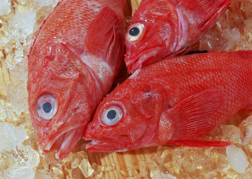 海鲜,无人,横图,俯视,室内,特写,白天,桌面,桌子,木制,鱼,冰,冰块,鲷鱼,冷冻,水产,鱼类,海洋生物,红色,木制品,寒冷,三条,冷藏,鲷,加吉鱼,金眼鲷,铜盆鱼,冰冷,水生动物,海产品,水生物,海底动物,班加吉,加真鲷,保鲜,半身,彩图,高角度拍摄