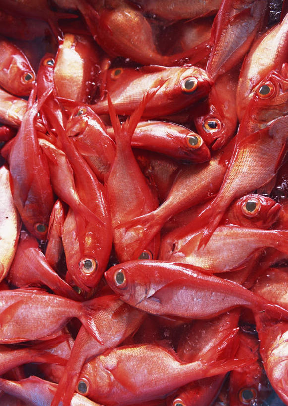 海鲜,无人,竖图,俯视,室外,特写,白天,一堆,许多,堆叠,堆积,鱼,很多,鲷鱼,水产,鱼类,海洋生物,红色,堆,鲷,加吉鱼,金眼鲷,铜盆鱼,水生动物,海产品,水生物,海底动物,班加吉,加真鲷,半身,彩图,高角度拍摄