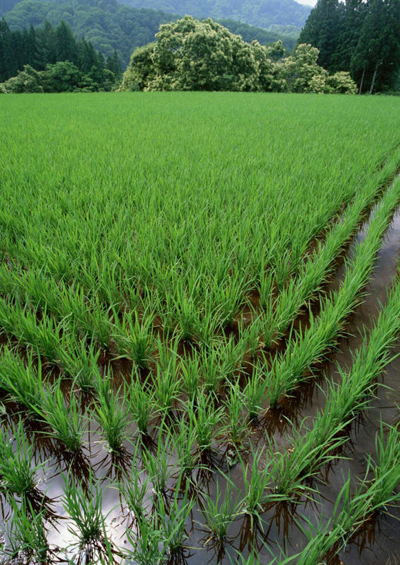 无人,农田,竖图,室外,白天,正面,旅游,度假,农业,庄稼,农作物,美景,森林,树林,植物,长野县,日本,亚洲,纹路,纹理,稻田,景观,娱乐,树,树木,绿色,自然,享受,休闲,景色,放松,生长,成长,自然风光,东亚,本州,肌理,本州岛,日本国,中部地方,长野,北安,北安昙郡,彩图,耕地,庄稼田,白马村