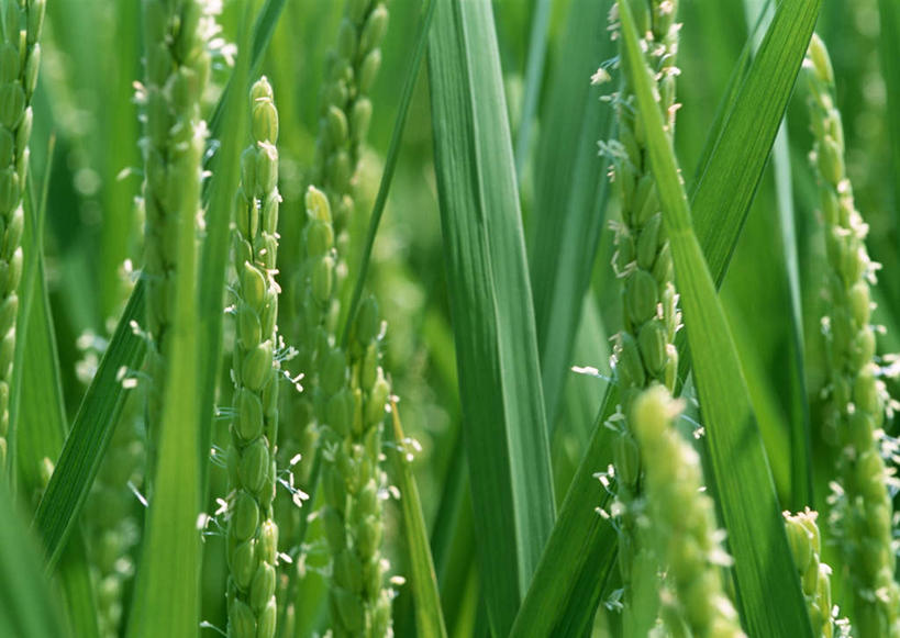 无人,农田,横图,室外,特写,白天,正面,旅游,度假,农业,庄稼,农作物,美景,日本,亚洲,阴影,朦胧,模糊,新鲜,光线,影子,稻田,景观,谷物,水稻,娱乐,稻,绿色,阳光,自然,享受,休闲,景色,放松,青春,生命,自然风光,和平,安详,东亚,本州,本州岛,日本国,中部地方,岐阜,岐阜县,冷色,彩图,耕地,庄稼田,惠那,惠那市