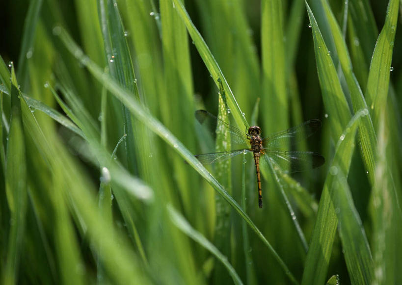 无人,农田,横图,室外,特写,白天,正面,旅游,度假,农业,庄稼,农作物,美景,长野县,日本,亚洲,伸展,张开,展翅,阴影,朦胧,模糊,新鲜,光线,翅膀,蜻蜓,昆虫,影子,稻田,景观,谷物,水稻,停留,娱乐,稻,一只,绿色,阳光,自然,动物,享受,休闲,景色,放松,青春,停止,生命,自然风光,和平,安详,猫猫丁,咪咪洋,蚂螂,河嘻嘻,益虫,东亚,张开翅膀,本州,本州岛,日本国,中部地方,长野,冷色,逗留,停顿,展开翅膀,北安,北安昙郡,彩图,全身,耕地,庄稼田,白马村