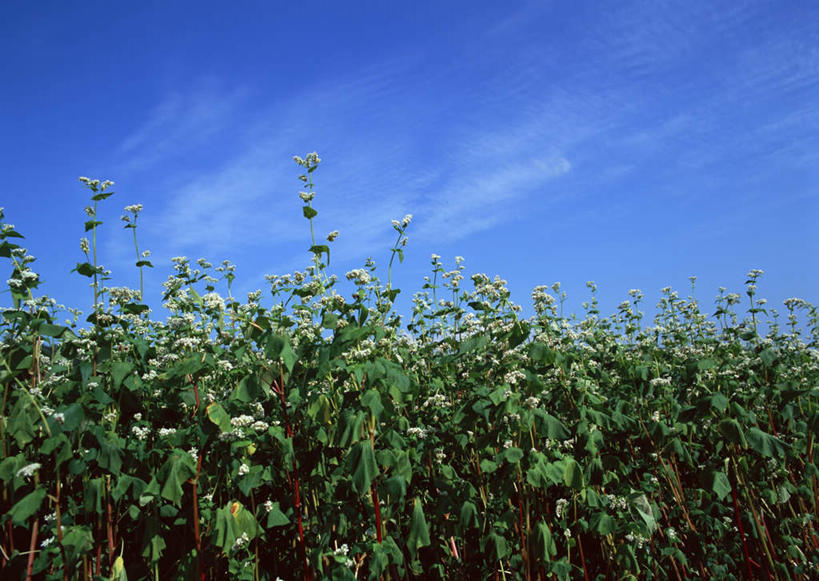 无人,农田,横图,室外,白天,正面,旅游,度假,庄稼,农作物,花海,花圃,美景,植物,叶子,北海道,日本,亚洲,阴影,盛开,光线,影子,景观,云,云朵,谷物,荞麦,花蕾,云彩,娱乐,花,花瓣,花朵,花卉,鲜花,蓝色,绿色,白云,蓝天,天空,阳光,自然,花丛,花束,花田,天,花苞,花蕊,享受,休闲,景色,放松,晴朗,自然风光,东亚,日本国,北海道地方,北海道岛,晴空,彩图,耕地,庄稼田,上川郡,十胜综合振兴局,新得町,振兴局,道东