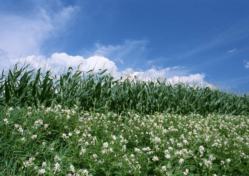 无人,农田,横图,室外,白天,正面,旅游,度假,庄稼,农作物,花海,花圃,美景,植物,叶子,日本,亚洲,阴影,盛开,光线,影子,景观,云,云朵,谷物,荞麦,花蕾,云彩,娱乐,花,花瓣,花朵,花卉,鲜花,蓝色,绿色,白云,蓝天,天空,阳光,自然,花丛,花束,花田,天,花苞,花蕊,享受,休闲,景色,放松,晴朗,自然风光,东亚,本州,本州岛,日本国,中部地方,岐阜,岐阜县,晴空,彩图,耕地,庄稼田,惠那,惠那市