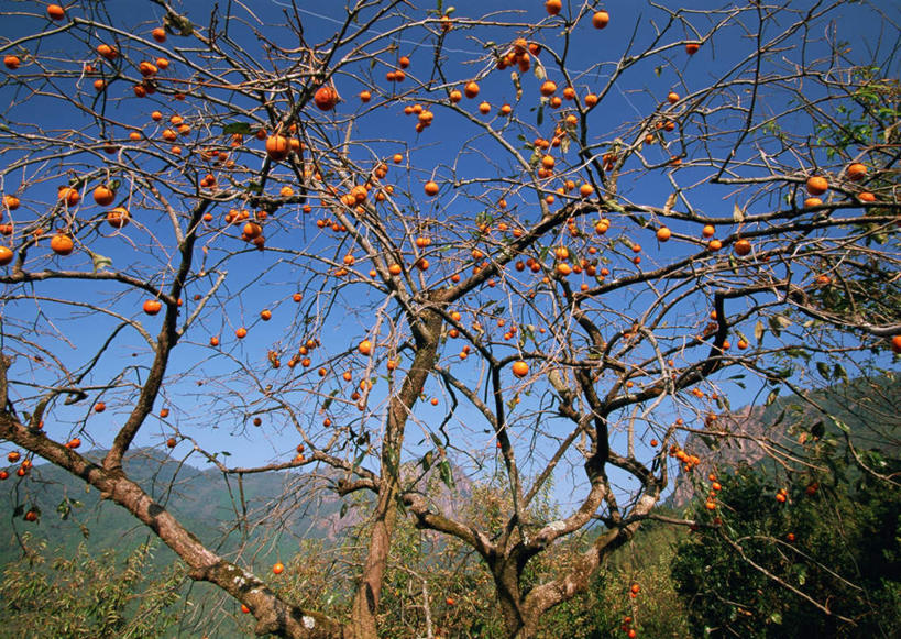 无人,横图,室外,白天,仰视,旅游,度假,美景,树林,植物,浆果,柿子,水果,日本,亚洲,许多,吊挂,悬挂,阴影,新鲜,光线,影子,景观,生食,食品,果实,枝条,挂,娱乐,树,树木,树枝,食物,蓝色,绿色,蓝天,天空,阳光,自然,天,享受,休闲,景色,放松,有机食品,绿色食品,生长,晴朗,成长,自然风光,东亚,万里无云,日本国,九州本岛,九州,九州岛,九州地方,宫崎,宫崎县,枝杈,晴空,晴空万里,彩图,低角度拍摄,日之影町,西臼杵郡