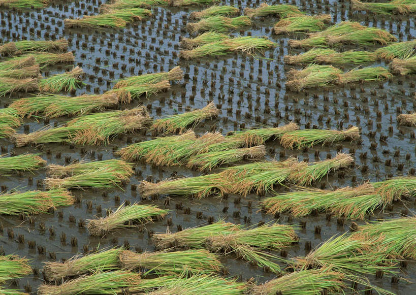 无人,农田,横图,俯视,室外,白天,旅游,度假,农业,庄稼,农作物,美景,长野县,日本,亚洲,丰富,纹路,纹理,稻田,景观,谷物,水稻,丰盛,娱乐,稻,自然,享受,休闲,景色,放松,自然风光,东亚,本州,肌理,本州岛,日本国,中部地方,长野,丰厚,北安,北安昙郡,彩图,高角度拍摄,耕地,庄稼田,池田町