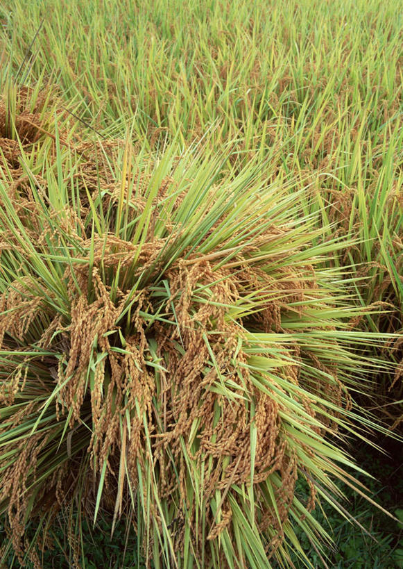 无人,农田,竖图,俯视,室外,特写,白天,旅游,度假,农业,庄稼,农作物,美景,长野县,日本,亚洲,丰富,丰收,朦胧,模糊,新鲜,稻田,景观,丰盛,娱乐,绿色,自然,享受,休闲,金色,景色,放松,青春,生命,自然风光,和平,安详,东亚,本州,本州岛,日本国,中部地方,长野,冷色,丰登,丰硕,北安,北安昙郡,彩图,高角度拍摄,耕地,庄稼田,白马村