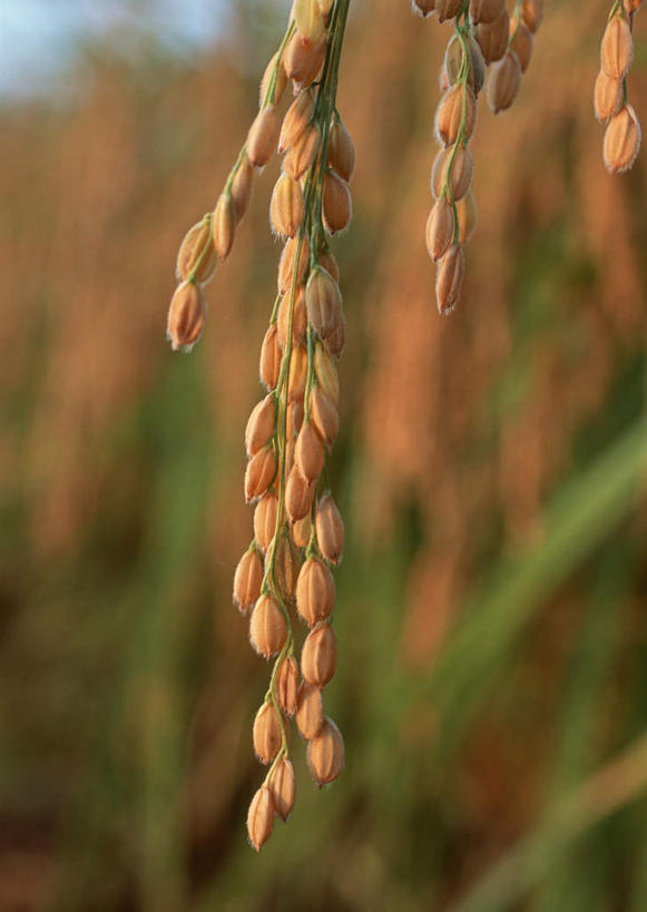 无人,农田,竖图,室外,特写,白天,正面,旅游,度假,农业,庄稼,农作物,美景,日本,亚洲,阴影,丰富,丰收,朦胧,模糊,光线,影子,稻田,景观,丰盛,娱乐,阳光,自然,享受,休闲,金色,景色,放松,自然风光,东亚,日本国,九州本岛,九州,九州岛,佐贺,佐贺县,九州地方,丰登,丰硕,唐津,彩图,耕地,庄稼田,唐津市