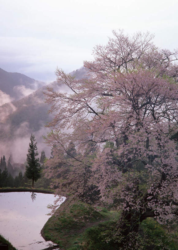 无人,竖图,室外,白天,正面,旅游,度假,草地,草坪,河流,美景,水,植物,长野县,日本,亚洲,阴影,盛开,光线,影子,河水,景观,水流,云,云朵,梅花,枝条,花蕾,云彩,娱乐,草,花,花瓣,花朵,鲜花,树,树木,树枝,蓝色,绿色,白云,蓝天,天空,阳光,自然,天,花苞,花蕊,享受,休闲,景色,放松,晴朗,高雅,坚强,自然风光,东亚,本州,本州岛,日本国,中部地方,长野,虬枝,枝杈,春梅,梅,晴空,彩图,阿智村,下伊那郡