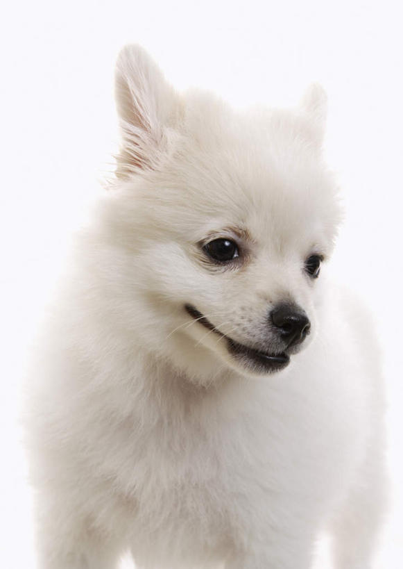 无人,站,竖图,室内,特写,白天,白色背景,正面,宠物,狗,扭头,注视,博美犬,松鼠犬,一只,白色,动物,观察,看,站着,转头,可爱,摄影,影棚,观看,察看,关注,忠诚,波美拉尼亚犬,博美狗,犬,站立,半身,彩图,影棚拍摄,拍摄