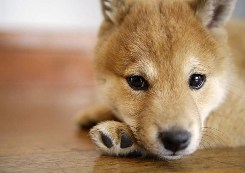 头,无人,横图,室内,特写,白天,正面,地板,宠物,狗,阴影,朦胧,模糊,反射,柴犬,影子,地面,注视,木地板,一只,黄色,动物,观察,看,趴着,可爱,观看,察看,关注,日本柴犬,忠诚,西巴犬,头部,犬,趴,半身,彩图