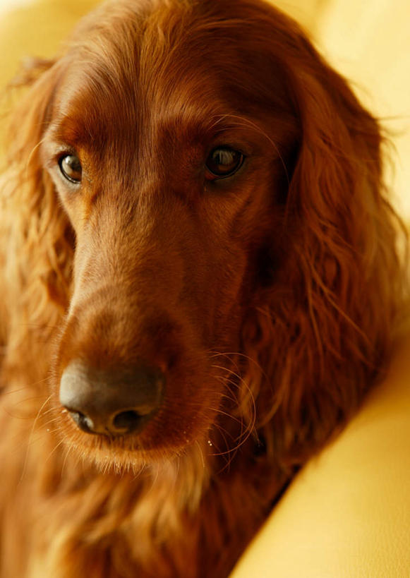 头,无人,客厅,坐,竖图,室内,特写,白天,正面,沙发,宠物,狗,阴影,反射,影子,注视,一只,动物,观察,看,金色,可爱,观看,察看,起居室,关注,布艺沙发,忠诚,客堂,塞特犬,雪达犬,爱尔兰塞特犬,爱尔兰雪达犬,头部,犬,坐着,半身,彩图