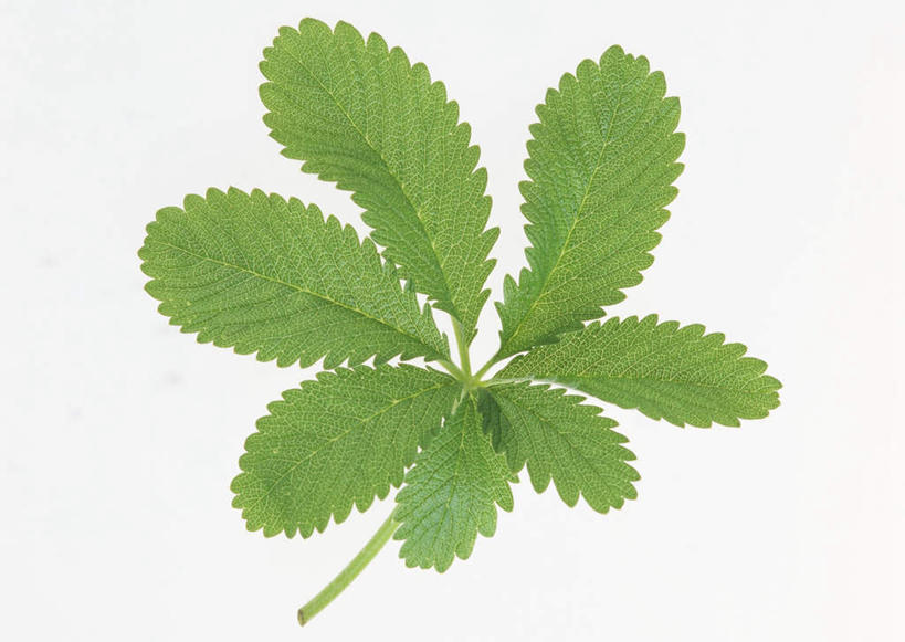 无人,横图,室内,特写,白天,白色背景,正面,植物,叶子,许多,纹理,薄荷,绿叶,银丹草,绿色,嫩叶,摄影,影棚,肌理,斑叶凤梨薄荷,夜息香,叶,叶片,叶脉,彩图,影棚拍摄,拍摄