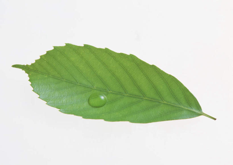 无人,横图,室内,特写,白天,白色背景,正面,水,植物,露水,叶子,一片,透明,纹理,液体,水滴,绿叶,水珠,绿色,露珠,嫩叶,摄影,影棚,生机,剔透,肌理,灵动,通明,石虎,叶,叶片,叶脉,彩图,影棚拍摄,拍摄,花哨树,青冈,四季青,细叶桐,紫心木,晶莹