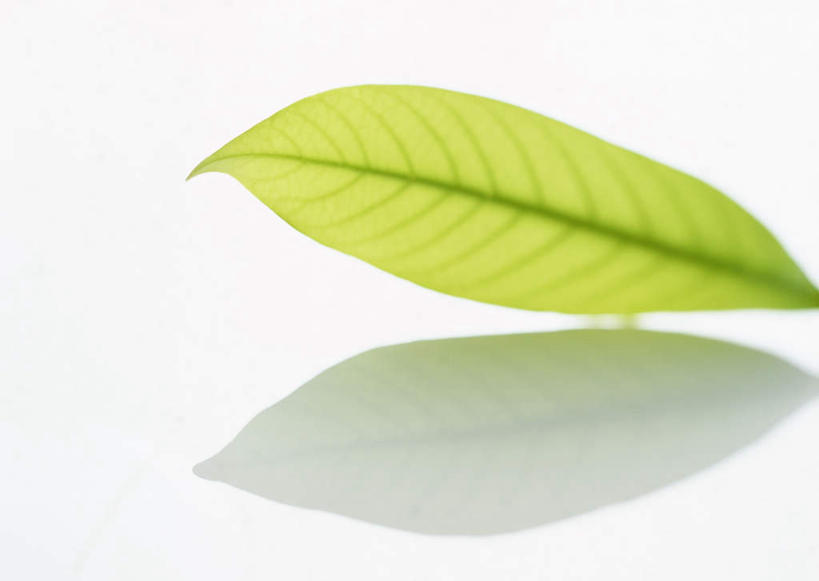 无人,横图,室内,特写,白天,白色背景,正面,纯洁,植物,竹子,叶子,一片,纹理,绿叶,绿色,嫩叶,摄影,影棚,高雅,肌理,奉献,质朴,正直,担当,叶,叶片,叶脉,竹,彩图,影棚拍摄,拍摄,江南竹,毛竹,茅竹,孟宗竹,楠竹,奋进,操守,四君子,岁寒三友,性坚,虚怀,虚心,善群,卓尔