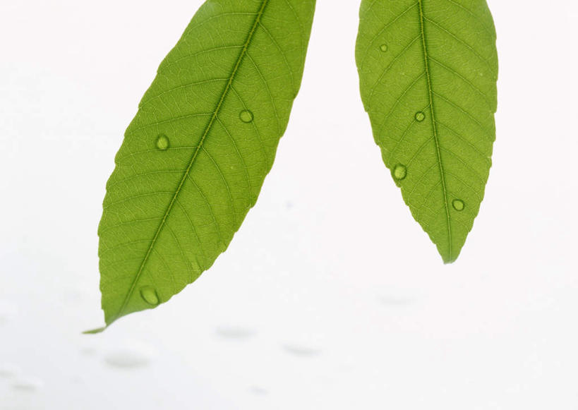 无人,横图,室内,特写,白天,白色背景,正面,水,植物,露水,叶子,两片,透明,纹理,液体,水滴,绿叶,水珠,绿色,露珠,嫩叶,摄影,影棚,生机,剔透,橡树,肌理,灵动,通明,沼生橡树,叶,叶片,叶脉,彩图,影棚拍摄,拍摄,晶莹