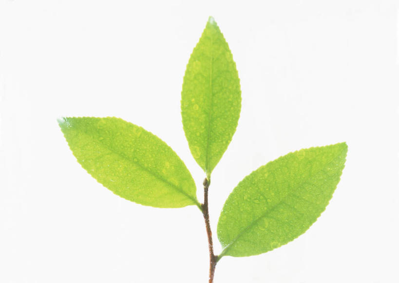 无人,横图,室内,特写,白天,白色背景,正面,植物,山茶花,叶子,纹理,绿叶,绿色,嫩叶,摄影,影棚,肌理,玉茗花,耐冬,海石榴,茶梅,茶花,叶,叶片,叶脉,彩图,影棚拍摄,拍摄