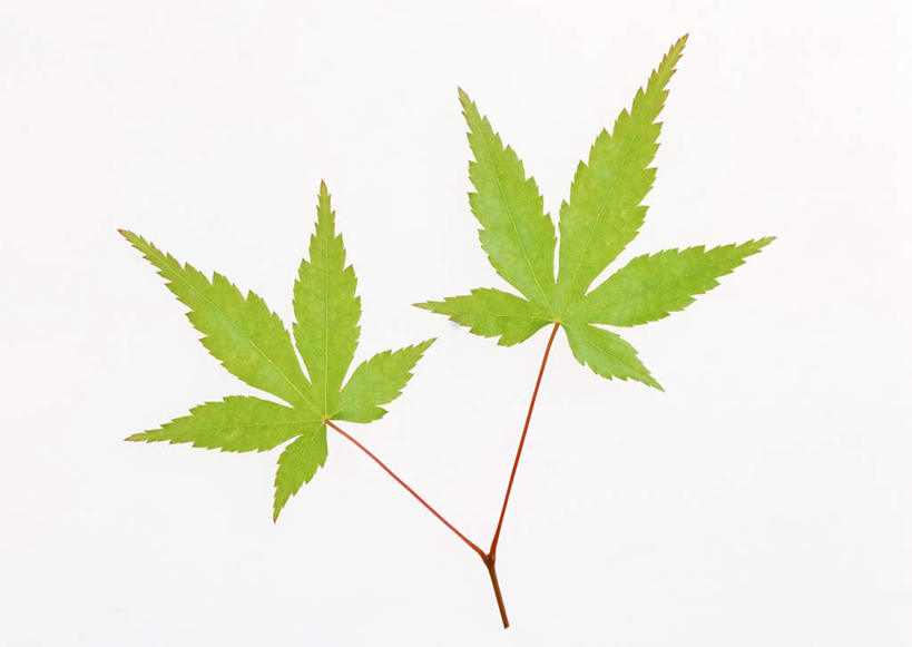 无人,横图,室内,特写,白天,白色背景,正面,植物,枫树,叶子,两片,纹理,绿叶,绿色,嫩叶,摄影,影棚,肌理,槭树,叶,叶片,叶脉,彩图,影棚拍摄,拍摄