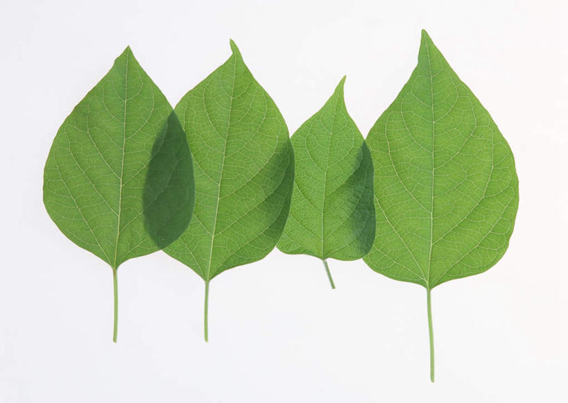 无人,横图,室内,特写,白天,白色背景,正面,植物,叶子,四片,一排,整齐,纹理,绿叶,排列,绿色,嫩叶,摄影,影棚,队列,肌理,叶,叶片,叶脉,彩图,影棚拍摄,拍摄