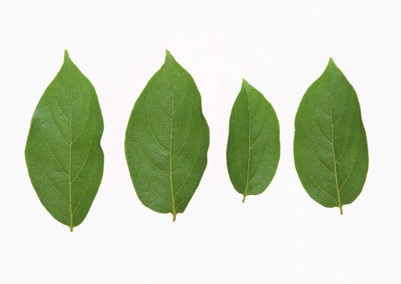 无人,横图,室内,特写,白天,白色背景,正面,植物,柿子,叶子,四片,一排,整齐,纹理,绿叶,排列,绿色,嫩叶,摄影,影棚,队列,肌理,叶,叶片,叶脉,彩图,影棚拍摄,拍摄