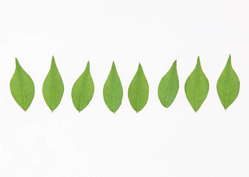 无人,横图,室内,特写,白天,白色背景,正面,植物,叶子,一排,许多,整齐,纹理,绿叶,排列,绿色,嫩叶,摄影,冬青,影棚,队列,肌理,七里香,叶,叶片,叶脉,彩图,影棚拍摄,拍摄,大叶黄杨,冬青卫矛,日本卫矛,四季青,正木