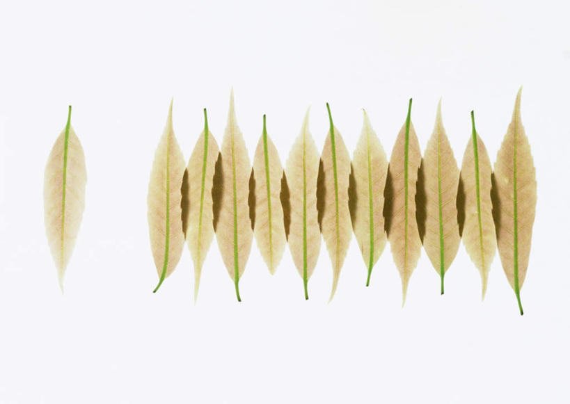 无人,横图,室内,特写,白天,白色背景,正面,植物,叶子,纹理,绿叶,黄色,摄影,影棚,橡树,肌理,沼生橡树,叶,叶片,叶脉,彩图,影棚拍摄,拍摄