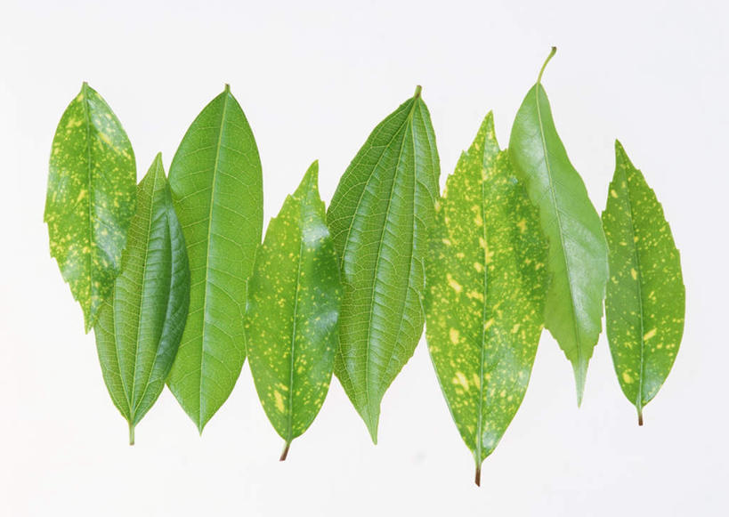 无人,横图,室内,特写,白天,白色背景,正面,植物,叶子,一排,许多,整齐,纹理,绿叶,树,树木,排列,绿色,嫩叶,摄影,影棚,生长,成长,队列,肌理,栎,叶,叶片,叶脉,彩图,影棚拍摄,拍摄