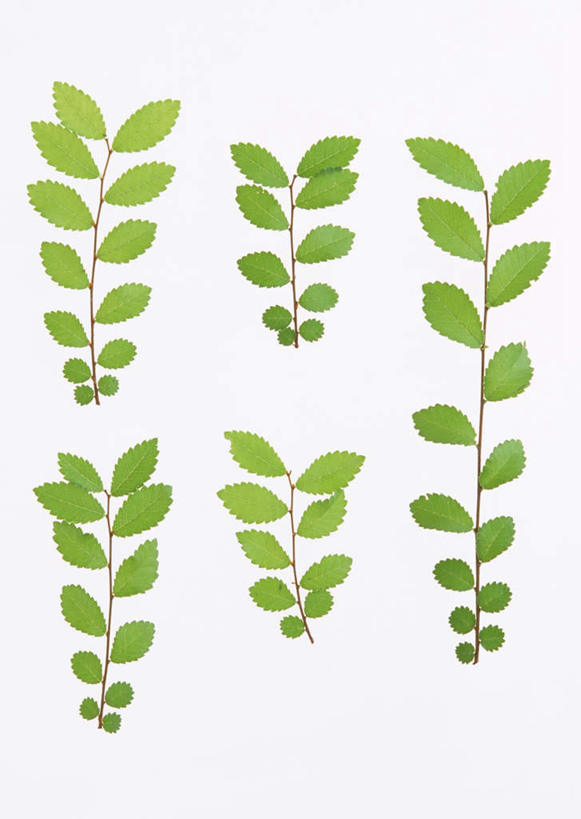 无人,竖图,室内,特写,白天,白色背景,正面,植物,榆树,叶子,一排,许多,整齐,纹理,绿叶,排列,绿色,嫩叶,摄影,影棚,队列,肌理,叶,叶片,叶脉,榆钱,家榆,白榆,彩图,影棚拍摄,拍摄