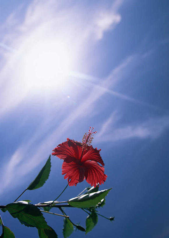 无人,竖图,室外,特写,白天,仰视,旅游,度假,美景,植物,叶子,日本,亚洲,阴影,盛开,光线,纹理,影子,景观,云,云朵,绿叶,枝条,花蕾,云彩,娱乐,冲绳,花,花瓣,花朵,鲜花,树,树木,树枝,一朵,红色,蓝色,绿色,白云,蓝天,天空,阳光,自然,天,花苞,花蕊,享受,休闲,嫩叶,景色,放松,晴朗,芙蓉,冲绳县,芙蓉花,自然风光,东亚,肌理,琉球群岛,日本国,九州地方,木芙蓉,拒霜花,地芙蓉,虬枝,枝杈,冲绳群岛,叶,叶片,叶脉,晴空,彩图,低角度拍摄,庆良间群岛,粟国岛