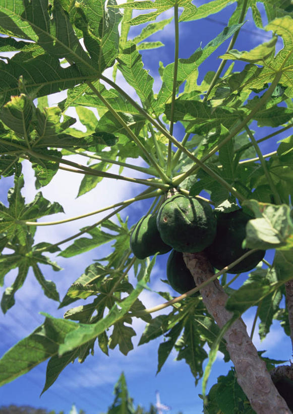 无人,竖图,室外,白天,仰视,旅游,度假,美景,植物,椰树,叶子,日本,亚洲,阴影,光线,影子,景观,云,云朵,绿叶,云彩,娱乐,冲绳,树,树木,蓝色,绿色,白云,蓝天,天空,阳光,自然,天,享受,休闲,嫩叶,景色,放松,生长,晴朗,成长,冲绳县,自然风光,东亚,琉球群岛,石垣岛,日本国,九州地方,八重山群岛,石垣市,叶,叶片,晴空,棕榈,椰子树,彩图,低角度拍摄