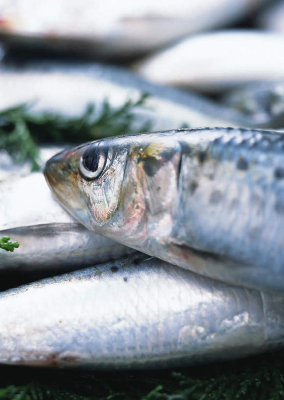 海鲜,无人,竖图,俯视,室外,特写,白天,叶子,许多,朦胧,模糊,鱼,绿叶,很多,水产,鱼类,海洋生物,嫩叶,沙丁鱼,鲱鱼,水生动物,海产品,水生物,海底动物,沙甸鱼,沙鲻,沙脑鰛,大肚鰛,真鰛,萨丁鱼,鳁,鲱科,叶,叶片,半身,彩图,高角度拍摄