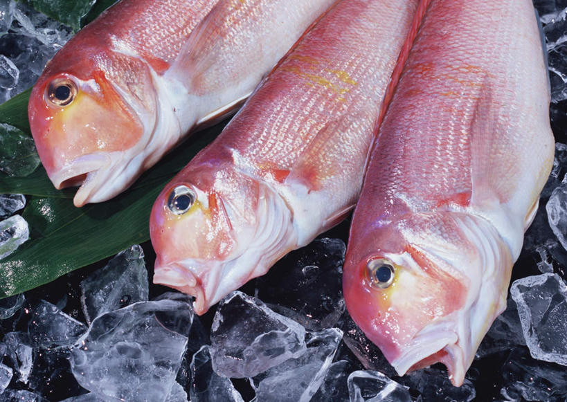 海鲜,无人,横图,俯视,室内,特写,白天,餐桌,桌子,叶子,一排,阴影,黑色背景,整齐,反射,鱼,影子,冰,冰块,绿叶,冷冻,水产,鱼类,海洋生物,排列,红色,张嘴,嫩叶,寒冷,摄影,影棚,三条,冷藏,餐台,冰冷,队列,水生动物,海产品,水生物,张大嘴巴,海底动物,保鲜,白方头鱼,方头鱼,甘鲷,红马头,马头鱼,银方头鱼,叶,叶片,张开嘴,半身,彩图,高角度拍摄,影棚拍摄,拍摄