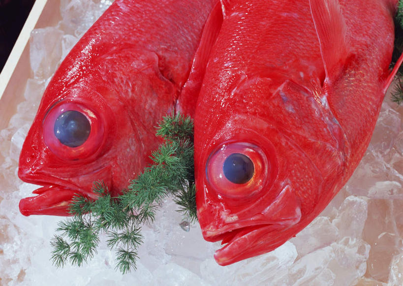 海鲜,无人,横图,俯视,室内,特写,白天,餐具,叶子,两条,鱼,碟子,盘,冰,冰块,绿叶,鲷鱼,冷冻,水产,鱼类,海洋生物,红色,盘子,碟,嫩叶,寒冷,冷藏,鲷,加吉鱼,金眼鲷,铜盆鱼,冰冷,水生动物,海产品,水生物,海底动物,班加吉,加真鲷,保鲜,叶,叶片,半身,彩图,高角度拍摄