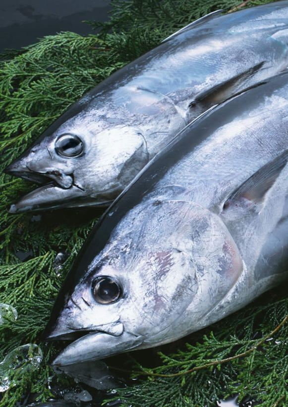 海鲜,无人,竖图,俯视,室内,特写,白天,叶子,两条,鱼,绿叶,鲣鱼,水产,鱼类,海洋生物,嫩叶,水生动物,海产品,水生物,海底动物,小金枪鱼,炸弹鱼,叶,叶片,半身,彩图,高角度拍摄