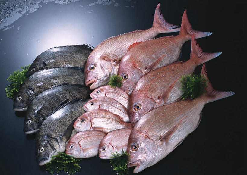 海鲜,无人,横图,俯视,室内,特写,白天,餐桌,桌子,叶子,一排,许多,阴影,黑色背景,整齐,并列,并排,反射,鱼,影子,绿叶,很多,鲷鱼,水产,鱼类,海洋生物,排列,红色,黑色,张嘴,嫩叶,摄影,影棚,餐台,鲷,加吉鱼,铜盆鱼,真鲷,队列,水生动物,海产品,平行,水生物,张大嘴巴,红鲷,海底动物,黑鲷,班加吉,加真鲷,红加吉,叶,叶片,张开嘴,半身,彩图,高角度拍摄,影棚拍摄,拍摄,黑鲷鱼,黑棘鲷,青鳞加吉