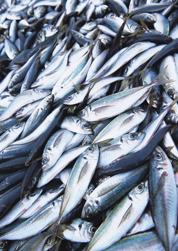 无人,竖图,俯视,室内,特写,白天,一堆,许多,堆叠,堆积,鱼,很多,鱼类,海洋生物,堆,巴浪,竹荚鱼,水生动物,水生物,海底动物,刺公,山鲐鱼,半身,彩图,高角度拍摄